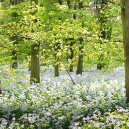 Das Bergfrühling erwacht!! 