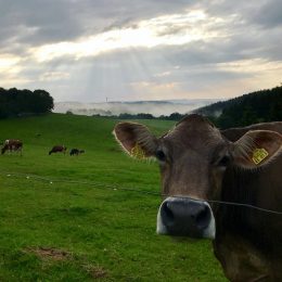 ~ Besondere Augenblicke im Sauerland ~