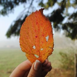 The ghost of autumn