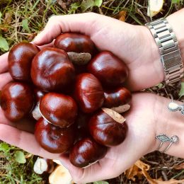 autumn beauties