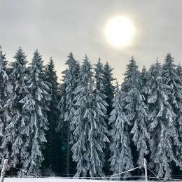 Frozen trees in Wildewiese❄?