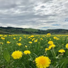 The meadows are already really green