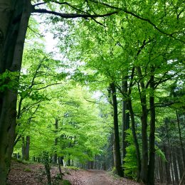 Wildewiese forest bathing