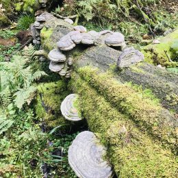 hiking through the Sauerland forests