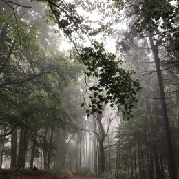 Wild meadows in the fog