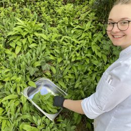 wild garlic harvest