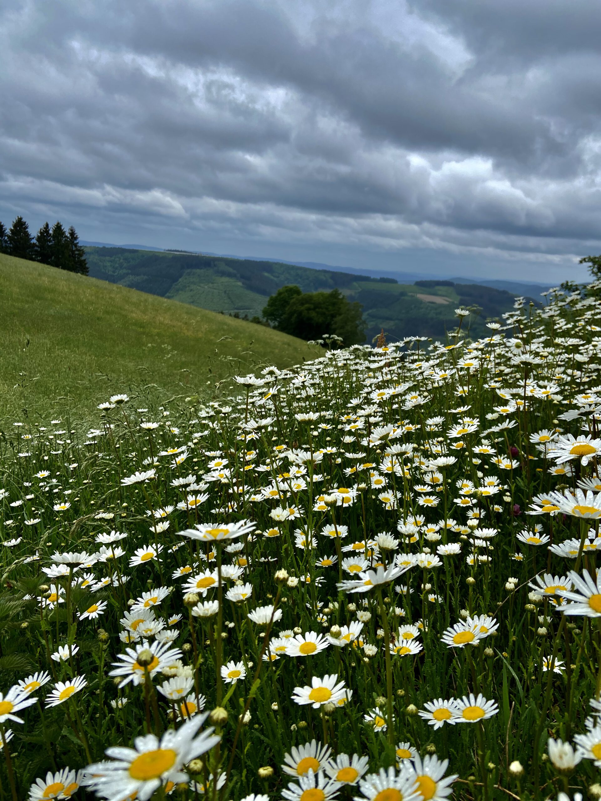 Natural meadow “Wildewiese”