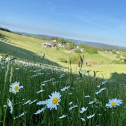 Good morning Sauerland