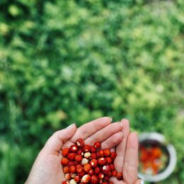 wild strawberries in wildewiese