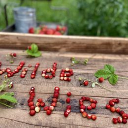 Wild strawberries from the wild meadow 🍓