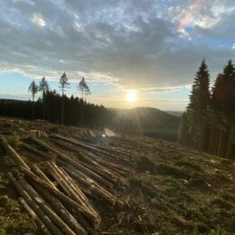 Sauerland and the Bark beetle 😱