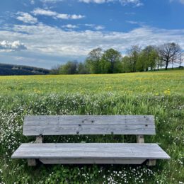 beautifully situated bench