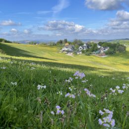 Mai morning in Wildewiese